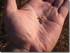 mustard seeds in hand